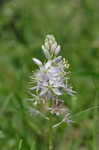 Atlantic camas